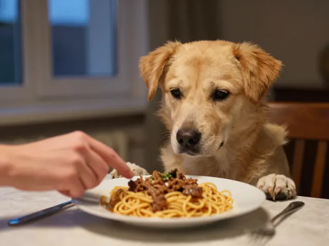 Можно ли давать собакам макароны с мясом: безопасно или опасно?