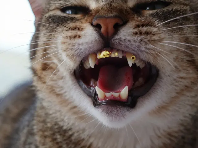 Как правильно чистить зубы кошке: пошаговая инструкция с советами ветеринара